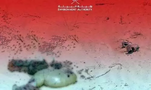 അ​റേ​ബ്യ​ൻ ഗ​സ​ലി​നെ വേ​ട്ട​യാ​ട​ൽ; സ്വ​ദേ​ശി പൗ​ര​ന് 5000 റിയാ​ൽ പി​ഴ