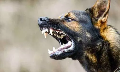 വാഴപ്പള്ളിയിൽ എട്ടുപേരെ കടിച്ച തെരുവുനായ്​ക്ക്​ പേവിഷബാധ