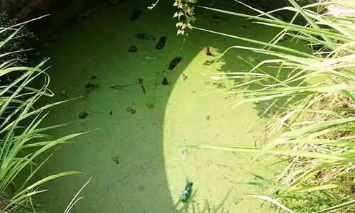 വെ​ള്ളം നി​റ​ഞ്ഞ പൊ​തു​കി​ണ​റു​ക​ളി​ൽ മാ​ലി​ന്യം