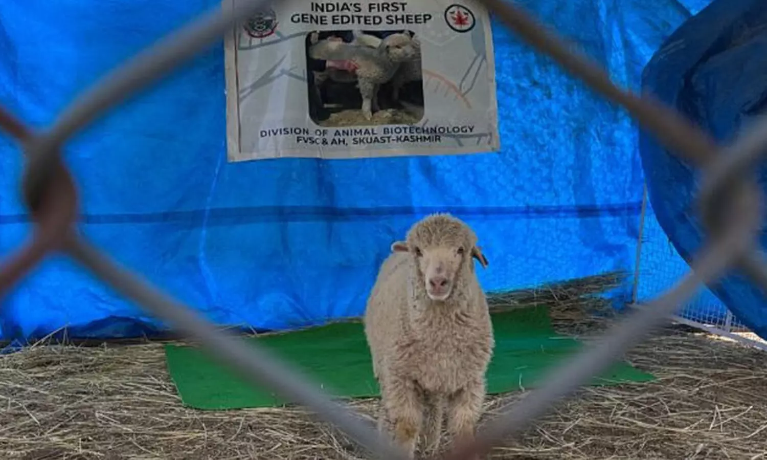6 വർഷം, 400 പരീക്ഷണങ്ങൾ; കശ്മീർ രാജ്യത്തിന്   ജീൻ എഡിറ്റ് ചെയ്ത ആടിനെ നൽകിയതെങ്ങനെ?