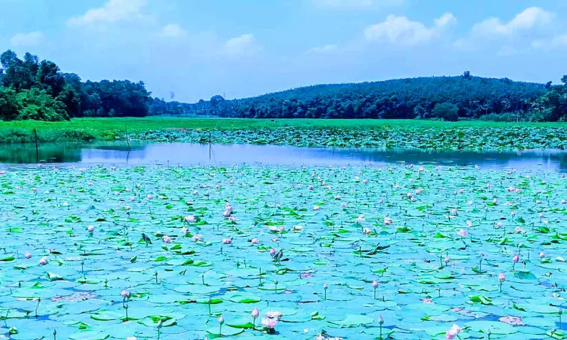 മാലിന്യം ഒഴുക്കുന്നത് തുടരുന്നു; നാശത്തിന്റെ വക്കിലേക്ക് തുമ്പിച്ചാൽ മാലിന്യം ഒഴുക്കുന്നത് തുടരുന്നു; നാശത്തിന്റെ വക്കിലേക്ക് തുമ്പിച്ചാൽ