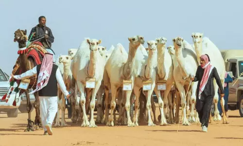 ലോ​ക ഒ​ട്ട​ക​ദി​നാ​ച​ര​ണം; സൗ​ദി​യി​ൽ ഒ​ട്ട​ക​ങ്ങ​ളു​ടെ എ​ണ്ണം 22 ല​ക്ഷം ക​വി​ഞ്ഞു