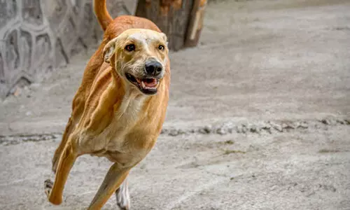 ഭരണിക്കാവിലും മാന്നാറിലും തെരുവുനായ് ആക്രമണം ഭരണിക്കാവിലും മാന്നാറിലും തെരുവുനായ് ആക്രമണം