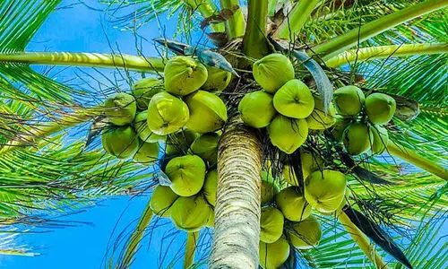 തെ​ങ്ങോ​ളം ഉ​യ​ര​ത്തി​ൽ തേ​ങ്ങ വി​ല