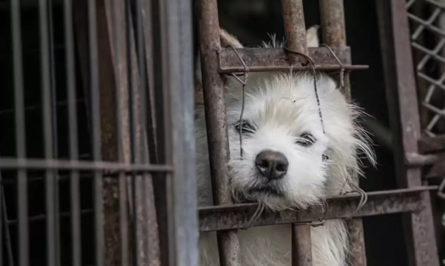 ദക്ഷിണ കൊറിയയിൽ ചർച്ചയായി   പുതിയ നായ മാംസ നിരോധന നിയമം; പോകാൻ ഒരിടവുമില്ലാത്ത നായ്ക്കൾക്ക് എന്ത് സംഭവിക്കും?