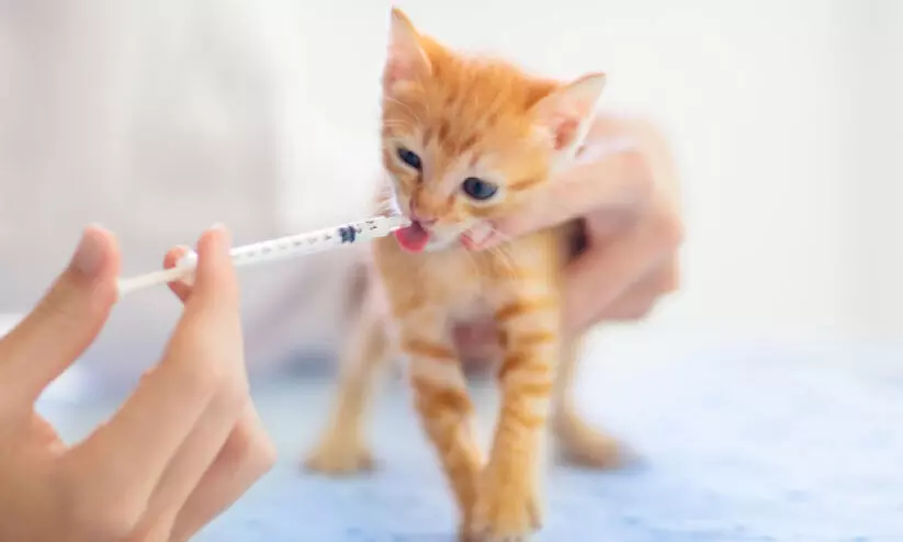 വ​ള​ർ​ത്തു​മൃ​ഗ​ങ്ങ​ളു​ടെ വാ​ക്സി​നേ​ഷ​നു​ക​ളും പാ​സ്പോ​ർ​ട്ടു​ക​ളും പൂ​ർ​ത്തി​യാ​ക്കാ​ൻ നി​ർ​ദേ​ശം