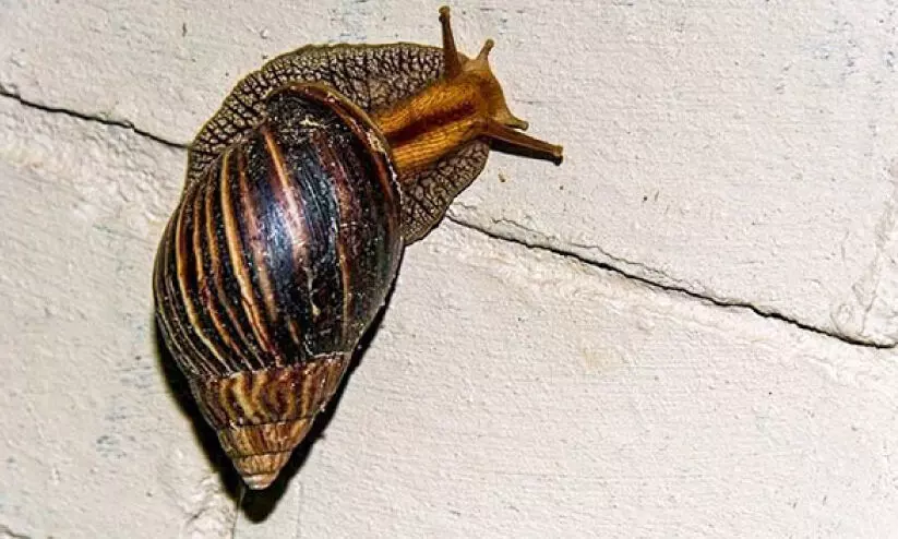 ഭീ​ഷ​ണി​യാ​യി ആ​ഫ്രി​ക്ക​ൻ ഒ​ച്ച്