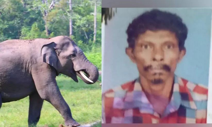 കാട്ടാനയുടെ ആക്രമണം; നിലമ്പൂരിൽ ആദിവാസി യുവാവ് കൊല്ലപ്പെട്ടു