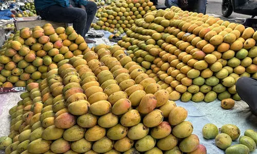 കേരളത്തിൽ മാമ്പഴവിപണി തേടി തമിഴ്​നാട്​, കർണാടക കർഷകർ