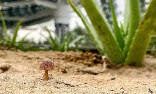 ലോ​ക​ത്തെ ആ​ദ്യ ഫം​ഗ​സ് സം​ര​ക്ഷ​ണ കേ​ന്ദ്രം ദു​ബൈ​യി​ൽ