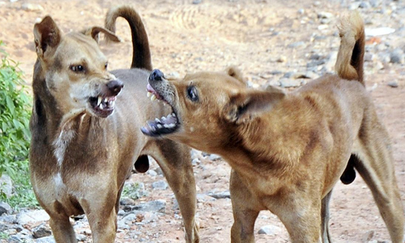 വീണ്ടും തെരുവുനായ്​ ആക്രമണം; വയോധികയുടെ   മുഖം കടിച്ചുകീറി