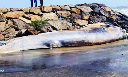 കടല് ജീവികൾ ചത്തടിയുന്നു; ആശങ്കയിൽ തീരം കടല് ജീവികൾ ചത്തടിയുന്നു; ആശങ്കയിൽ തീരം