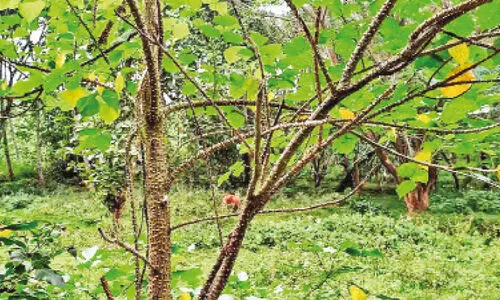 മറയുന്നു ഗ്രാമകാഴ്ചകളിലെ മുരിക്കുമരങ്ങൾ