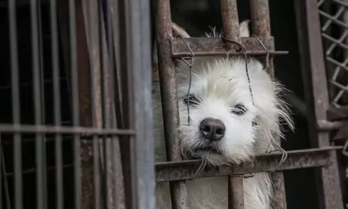 ദക്ഷിണ കൊറിയയിൽ ചർച്ചയായി   പുതിയ നായ മാംസ നിരോധന നിയമം; പോകാൻ ഒരിടവുമില്ലാത്ത നായ്ക്കൾക്ക് എന്ത് സംഭവിക്കും?