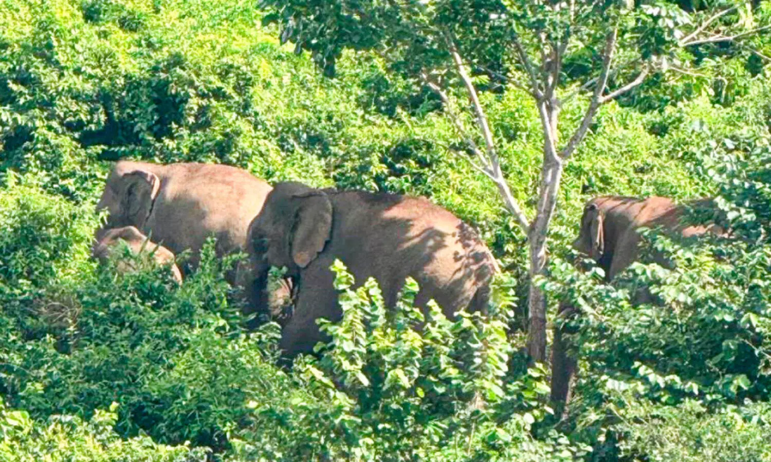 മലയോരജീവിതത്തിൽ കരിനിഴലായി വന്യമൃഗങ്ങളുടെ കാടിറക്കം