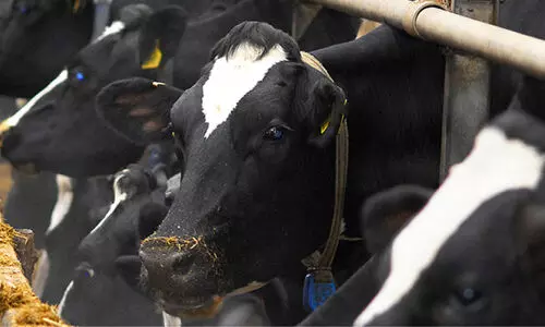 മൃഗങ്ങൾക്കും മഴക്കാല രോഗങ്ങൾ; ജാഗ്രത വേണം