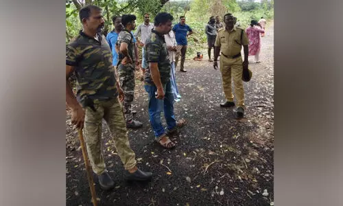 പെ​രി​യ കേ​ന്ദ്ര സ​ർ​വ​ക​ലാ​ശാ​ല​ക്ക് സ​മീ​പം വീ​ണ്ടും പു​ലി