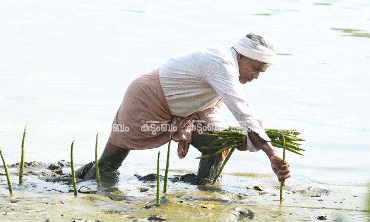 ‘ലക്ഷക്കണക്കിന് കണ്ടൽച്ചെടികൾ സ്വന്തം കൈകളാൽ നട്ടുപിടിപ്പിച്ചു’ -അറിയാം, ‘കണ്ടൽ രാജ’ എന്ന പാറയിൽ രാജന്‍റെ പരിസ്ഥിതി ജീവിതം