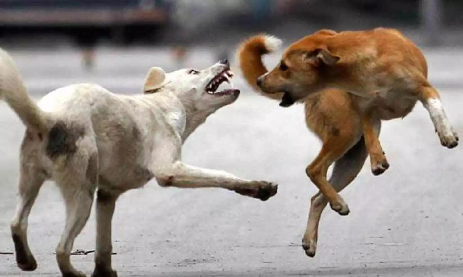 കു​ട്ടി​ക​ൾ​ക്ക് നേ​രെ തെ​രു​വു​നാ​യ് ആ​ക്ര​മ​ണം