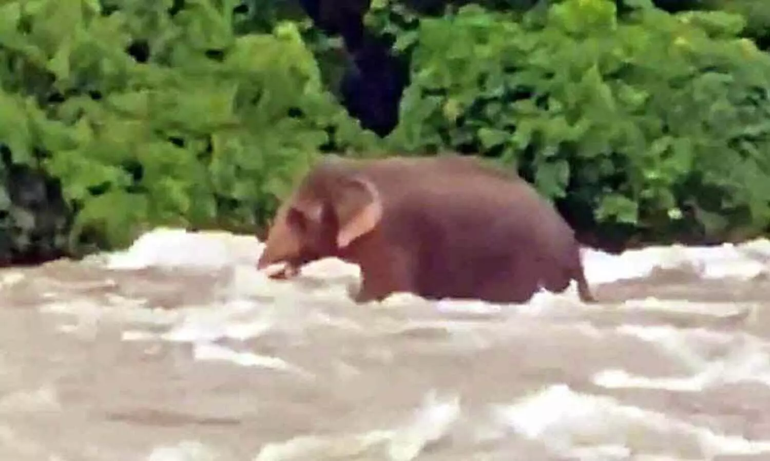 പുഴയിൽ കുടുങ്ങിയ കാട്ടാന ഒഴുക്കിനോട് പൊരുതി കരകയറി