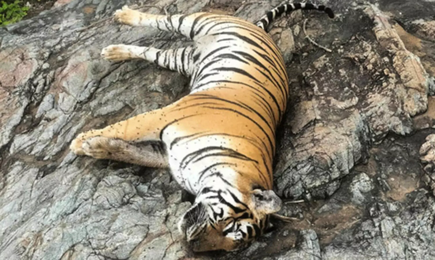 വിഷം കൊടുത്തു കൊ​ന്നോ? കടുവയുടെയും നാല് കുഞ്ഞുങ്ങളുടെയും മരണം കർണാടക അന്വേഷിക്കുന്നു