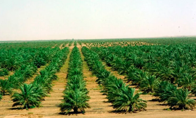 Rub Al Khali, Rub Al Khali,