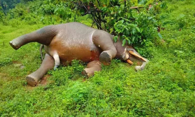 ആറളം ഫാമിൽ കാട്ടുകൊമ്പൻ ചെരിഞ്ഞ നിലയിൽ