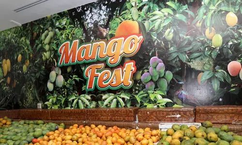 ഖോ​ർ​ഫ​ക്കാ​നി​ൽ മാം​ഗോ ഫെ​സ്റ്റി​വ​ൽ ഇ​ന്നു​മു​ത​ൽ