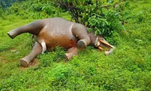 ആറളം ഫാമിൽ കാട്ടുകൊമ്പൻ ചെരിഞ്ഞ നിലയിൽ