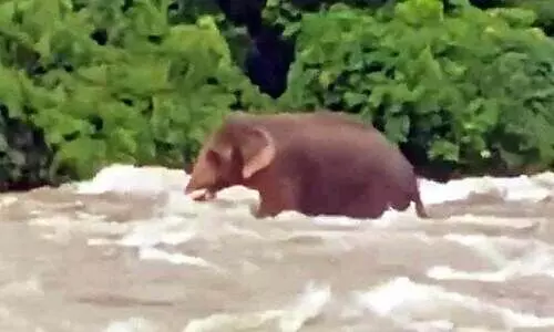 പുഴയിൽ കുടുങ്ങിയ കാട്ടാന ഒഴുക്കിനോട് പൊരുതി കരകയറി