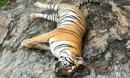 വിഷം കൊടുത്തു കൊ​ന്നോ? കടുവയുടെയും നാല് കുഞ്ഞുങ്ങളുടെയും മരണം കർണാടക അന്വേഷിക്കുന്നു