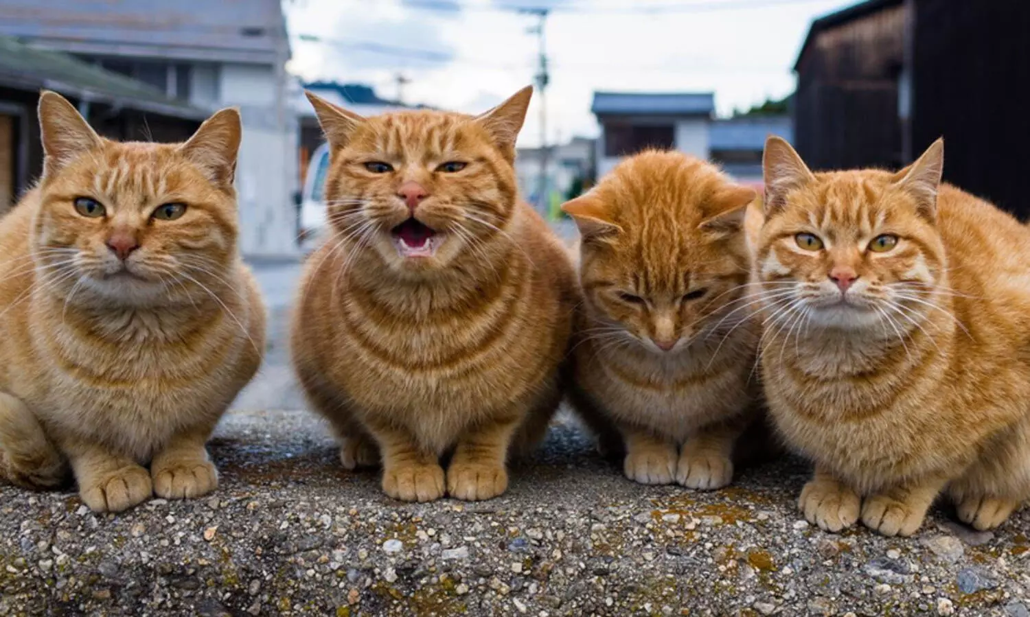 എന്തുകൊണ്ട് ചില പൂച്ചകൾ ഉച്ചത്തിൽ കരയുന്നു?