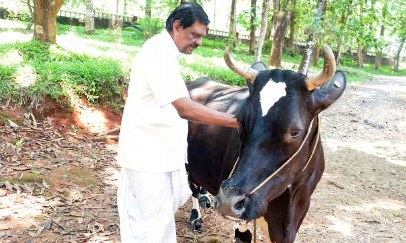 രാഷ്ട്രീയം, കൃഷി, സംഗീതം; ശതാഭിഷേക നിറവിൽ പി.ജെ. ജോസഫ് രാഷ്ട്രീയം, കൃഷി, സംഗീതം; ശതാഭിഷേക നിറവിൽ പി.ജെ. ജോസഫ്
