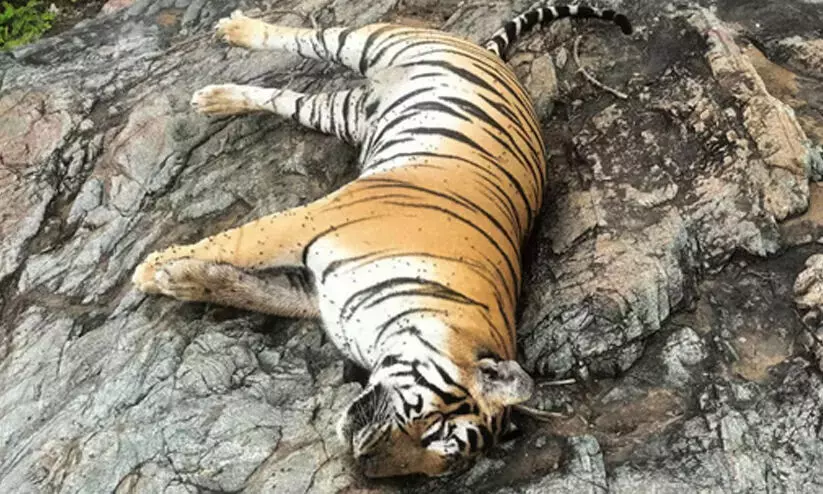 കടുവയും കുഞ്ഞുങ്ങളുടെയും കൂട്ടമരണം: പശുവിന്റെ ജഡം തിന്നതിനെ തുടർന്നെന്ന് റിപ്പോർട്ട് കടുവയും കുഞ്ഞുങ്ങളുടെയും കൂട്ടമരണം: പശുവിന്റെ ജഡം തിന്നതിനെ തുടർന്നെന്ന് റിപ്പോർട്ട്