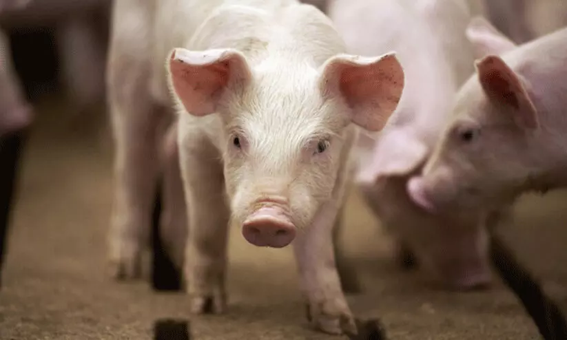 മലയാറ്റൂരിൽ ആ​ഫ്രി​ക്ക​ന്‍ പ​ന്നി​പ്പ​നി സ്ഥിരീക​രി​ച്ചു