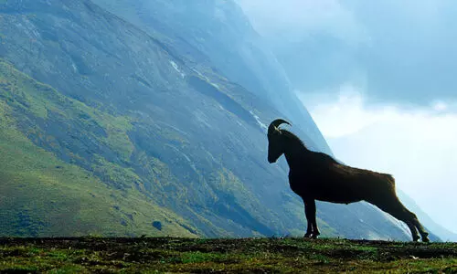 ഇരവികുളം ദേശീയോദ്യാനം നമ്പർ വൺ
