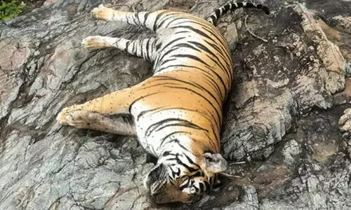 കടുവയും കുഞ്ഞുങ്ങളുടെയും കൂട്ടമരണം: പശുവി​ന്റെ ജഡം തിന്നതിനെ തുടർന്നെന്ന് റിപ്പോർട്ട്