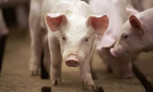 മലയാറ്റൂരിൽ ആ​ഫ്രി​ക്ക​ന്‍ പ​ന്നി​പ്പ​നി സ്ഥിരീക​രി​ച്ചു