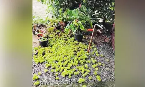 മ​ഞ്ഞി​ൽ വി​രി​ഞ്ഞ പൂ​ക്ക​ൾ... മ​ഴ​യി​ൽ കൊ​ഴി​ഞ്ഞു