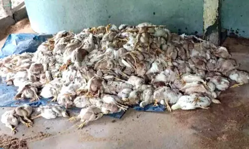 450 കോഴികളെ കൊന്ന്​ തെരുവുനായ്​ക്കൾ