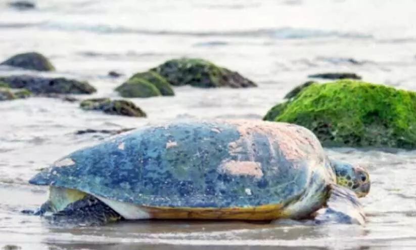 മ​സീ​റ ഐ​ല​ൻ​ഡി​ൽ ക​ട​ലാ​മ സം​ര​ക്ഷ​ണ​കേ​ന്ദ്രം സ്ഥാ​പി​ക്കാ​ൻ നീ​ക്കം