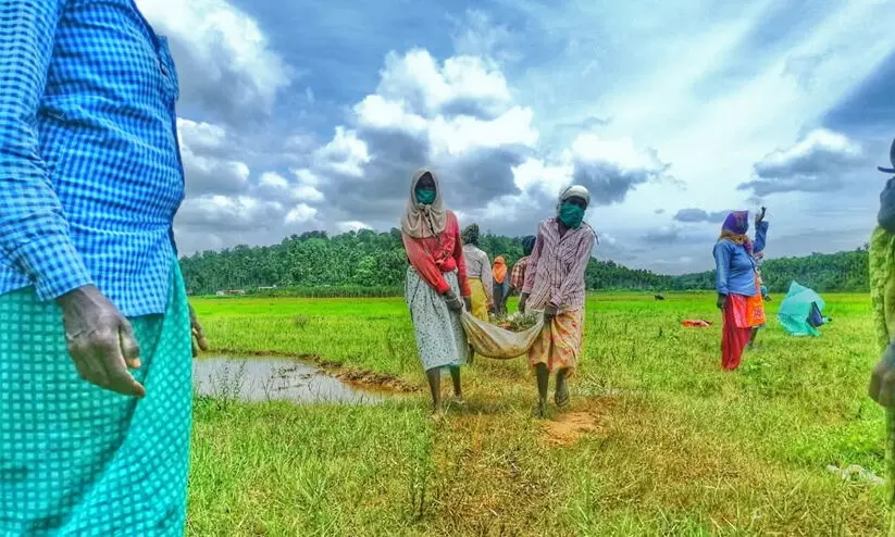 തൊഴിലുറപ്പിൽ ഒന്നാമത് വയനാട് തൊഴിലുറപ്പിൽ ഒന്നാമത് വയനാട്