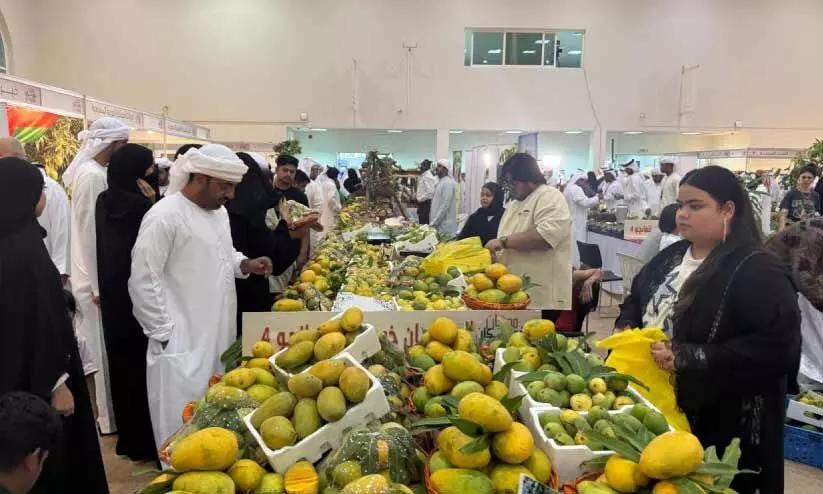 ഖോർഫക്കാനിൽ മധുരമൂറും മാംഗോ ഫെസ്റ്റിവൽ