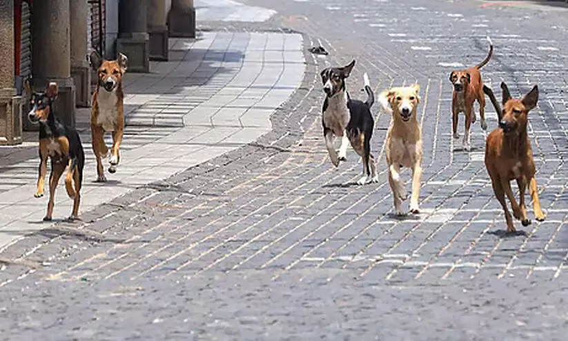 നഗരത്തിൽ 19 പേരെ കടിച്ചത് പേപ്പട്ടി