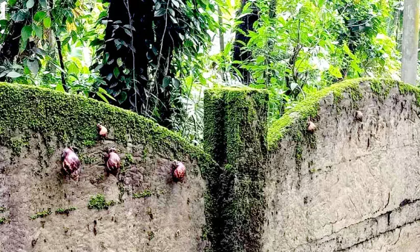 ആഫ്രിക്കൻ ഒച്ച് ശല്യത്തിൽ പൊറുതിമുട്ടി ചെറവല്ലൂർ നിവാസികൾ