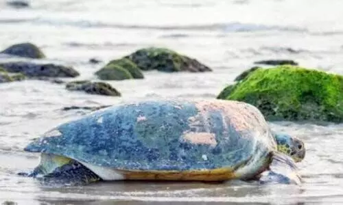 മ​സീ​റ ഐ​ല​ൻ​ഡി​ൽ ക​ട​ലാ​മ സം​ര​ക്ഷ​ണ​കേ​ന്ദ്രം സ്ഥാ​പി​ക്കാ​ൻ നീ​ക്കം