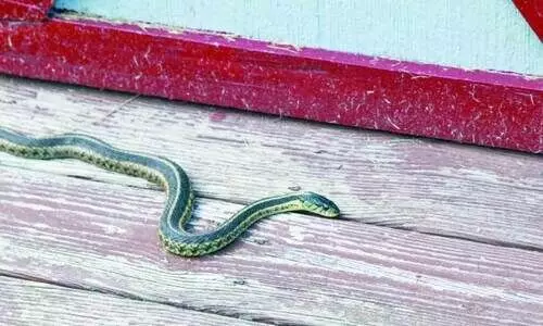 ത​ണു​പ്പ് തേ​ടി പാ​മ്പു​ക​ളെ​ത്താം; വേ​ണം ക​രു​ത​ൽ