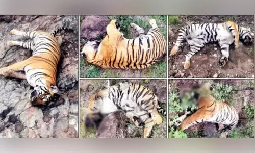 ക​ടു​വ​യും കു​ഞ്ഞു​ങ്ങ​ളും ച​ത്ത കേ​സി​ൽ ര​ണ്ടു പേ​ർ അ​റ​സ്റ്റി​ൽ