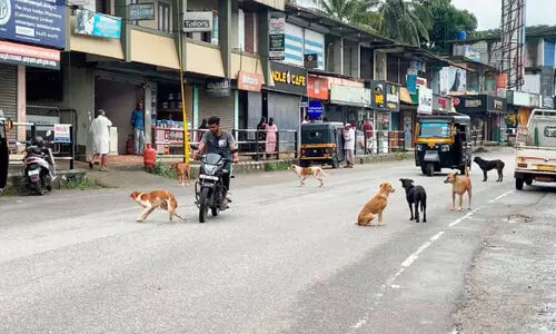 കമ്പളക്കാട് ടൗണിൽ തെരുവുനായ് ശല്യം രൂക്ഷം