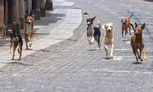 നഗരത്തിൽ 19 പേരെ കടിച്ചത് പേപ്പട്ടി